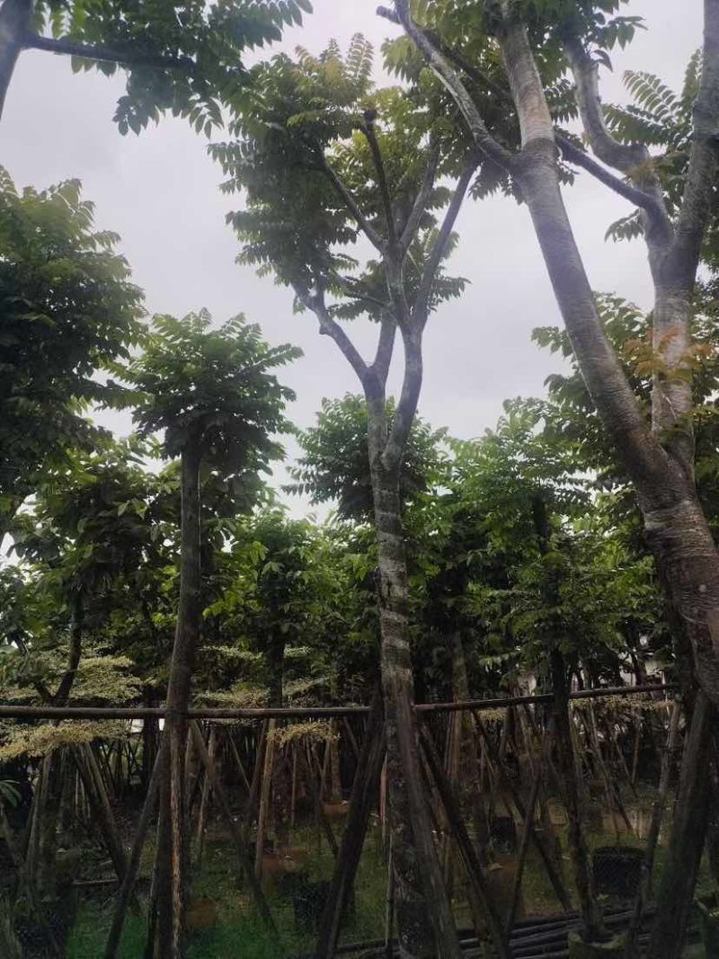 骨架光杆麻楝8～15公分基地直销大小规格齐全欢迎老板来电