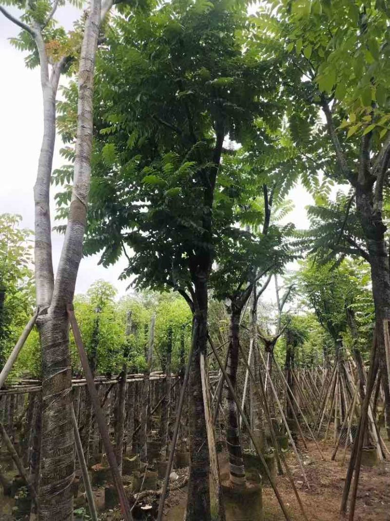 骨架光杆麻楝8～15公分基地直销大小规格齐全欢迎老板来电