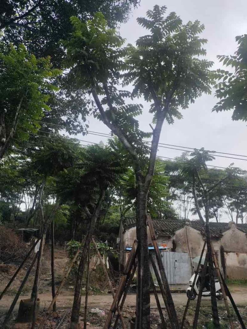 骨架光杆麻楝8～15公分基地直销大小规格齐全欢迎老板来电