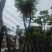 骨架光杆麻楝8～15公分基地直销大小规格齐全欢迎老板来电