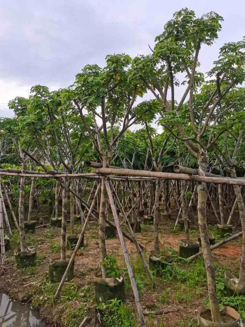 骨架黄花槐7～15公分基地直销大小规格齐全欢迎老板来电
