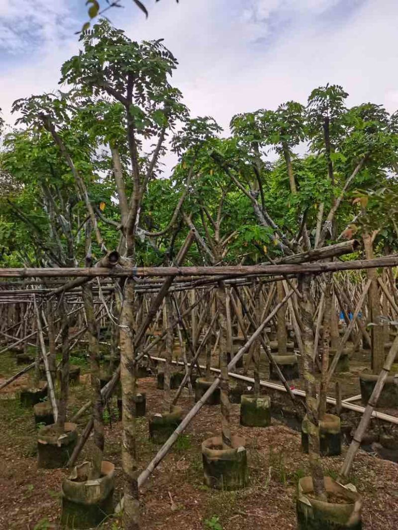 骨架黄花槐7～15公分基地直销大小规格齐全欢迎老板来电