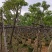 骨架黄花槐7～15公分基地直销大小规格齐全欢迎老板来电
