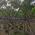 骨架黄花槐7～15公分基地直销大小规格齐全欢迎老板来电