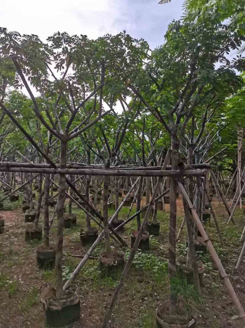 骨架黄花槐7～15公分基地直销大小规格齐全欢迎老板来电