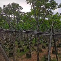 骨架黄花槐7～15公分基地直销大小规格齐全欢迎老板来电