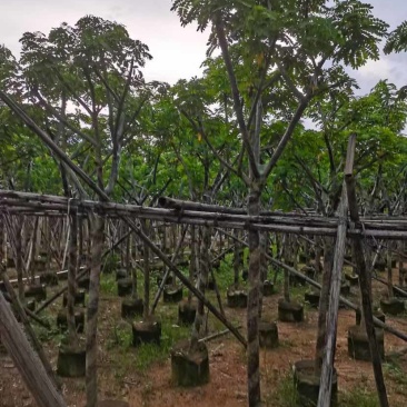 骨架黄花槐7～15公分基地直销大小规格齐全欢迎老板来电