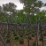 骨架黄花槐7～15公分基地直销大小规格齐全欢迎老板来电