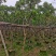 骨架黄花槐7～15公分基地直销大小规格齐全欢迎老板来电