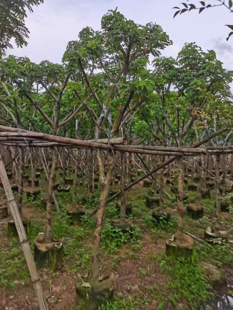 骨架黄花槐7～15公分基地直销大小规格齐全欢迎老板来电