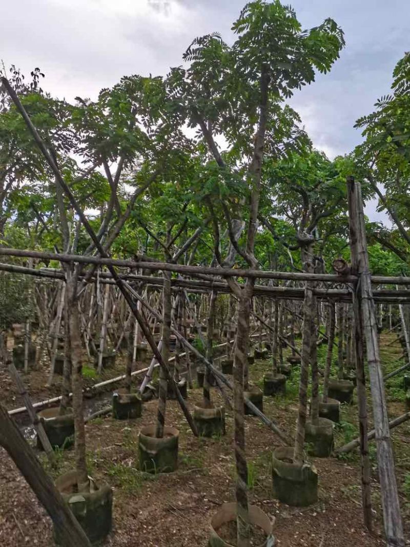 骨架黄花槐7～15公分基地直销大小规格齐全欢迎老板来电