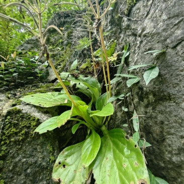 岩白菜