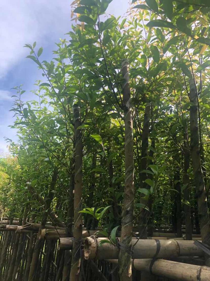 天竺桂/阴香树4～15公分基地直销大小规格齐全