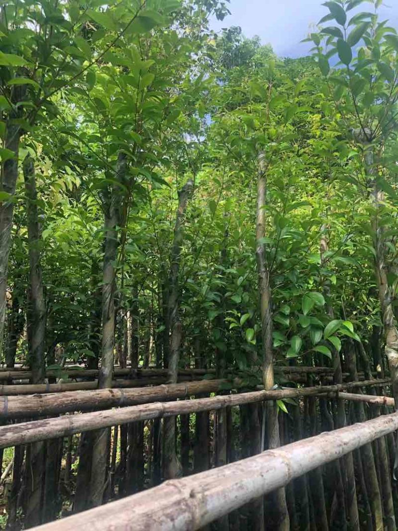 天竺桂/阴香树4～15公分基地直销大小规格齐全