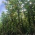 天竺桂/阴香树4～15公分基地直销大小规格齐全