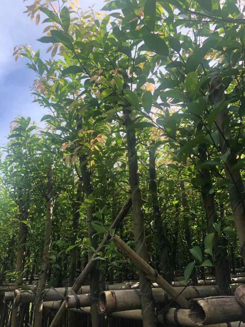 天竺桂/阴香树4～15公分基地直销大小规格齐全