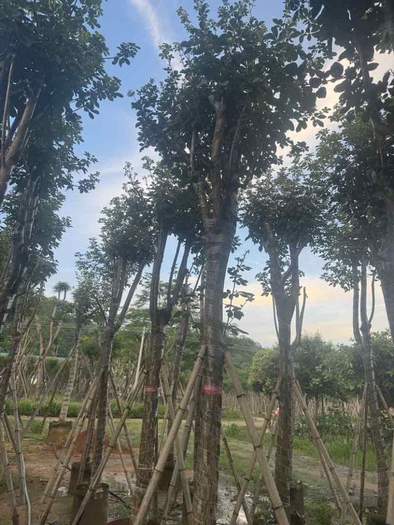 黄花风铃木14～18公分基地直销大小规格齐全欢迎老板来电