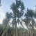 黄花风铃木14～18公分基地直销大小规格齐全欢迎老板来电