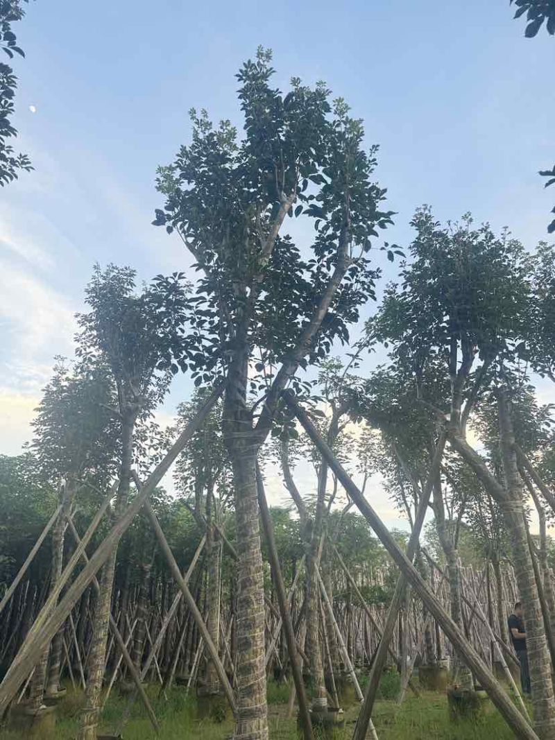 黄花风铃木14～18公分基地直销大小规格齐全欢迎老板来电