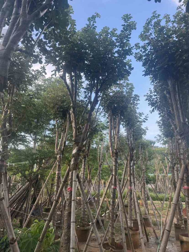 黄花风铃木14～18公分基地直销大小规格齐全欢迎老板来电