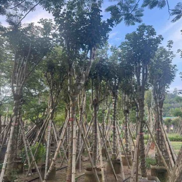 黄花风铃木14～18公分基地直销大小规格齐全欢迎老板来电