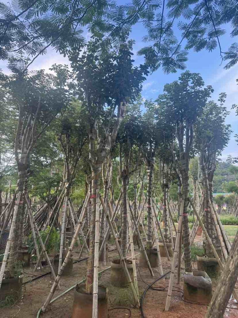 黄花风铃木14～18公分基地直销大小规格齐全欢迎老板来电