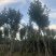 黄花风铃木14～18公分基地直销大小规格齐全欢迎老板来电