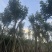 黄花风铃木14～18公分基地直销大小规格齐全欢迎老板来电