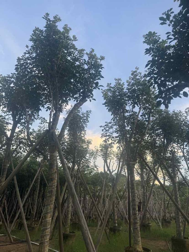 黄花风铃木14～18公分基地直销大小规格齐全欢迎老板来电