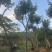 黄花风铃木14～18公分基地直销大小规格齐全欢迎老板来电