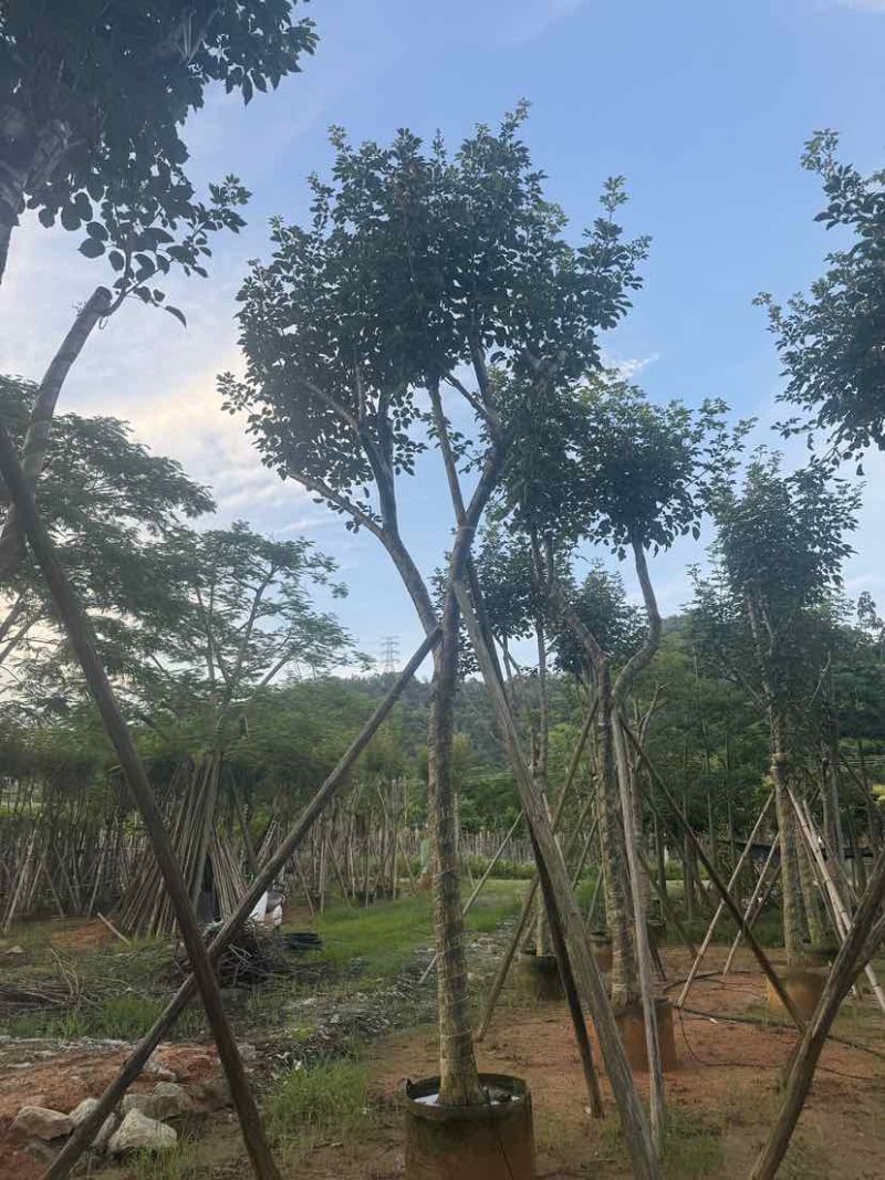 黄花风铃木14～18公分基地直销大小规格齐全欢迎老板来电