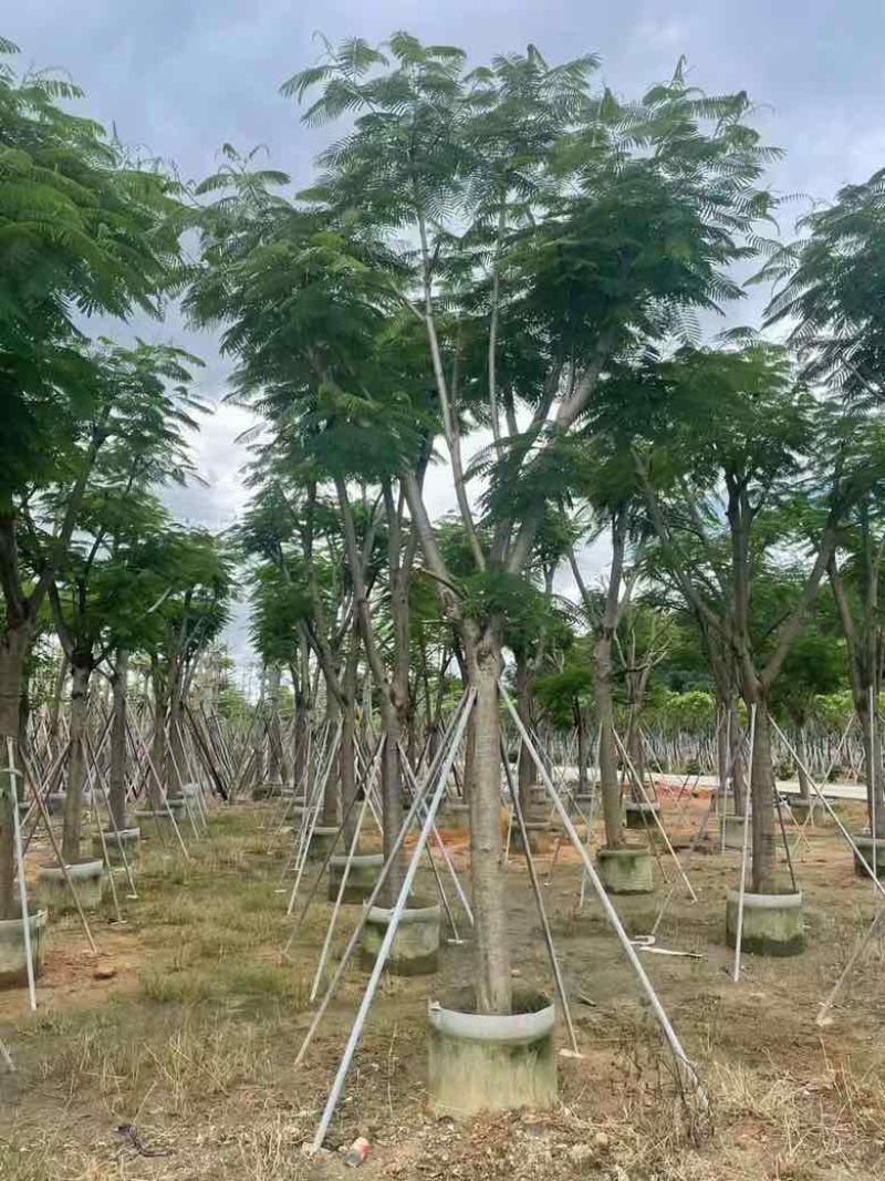 凤凰木8-30分低价出售