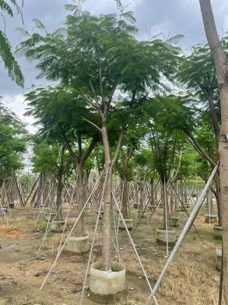 凤凰木8-30分低价出售
