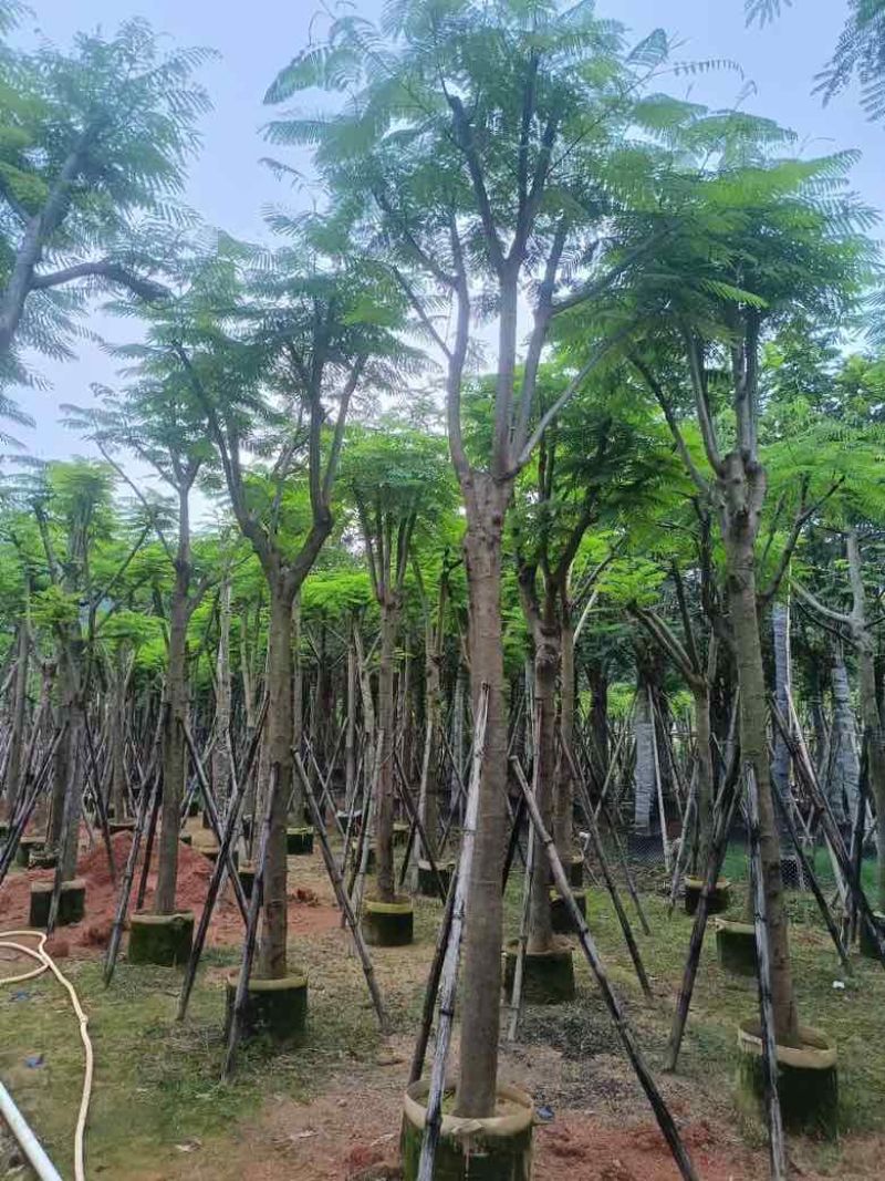 凤凰木8-30分低价出售