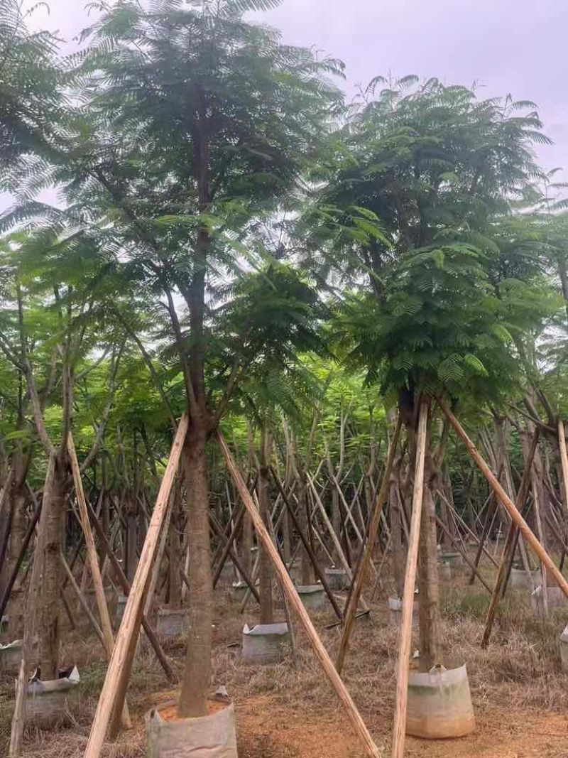 凤凰木8-30分低价出售