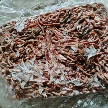 鸭原肠30吨，山东价格便宜