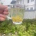 来凤藤茶送礼礼盒包装特级藤茶湖北恩施来风县种植基地产地直发