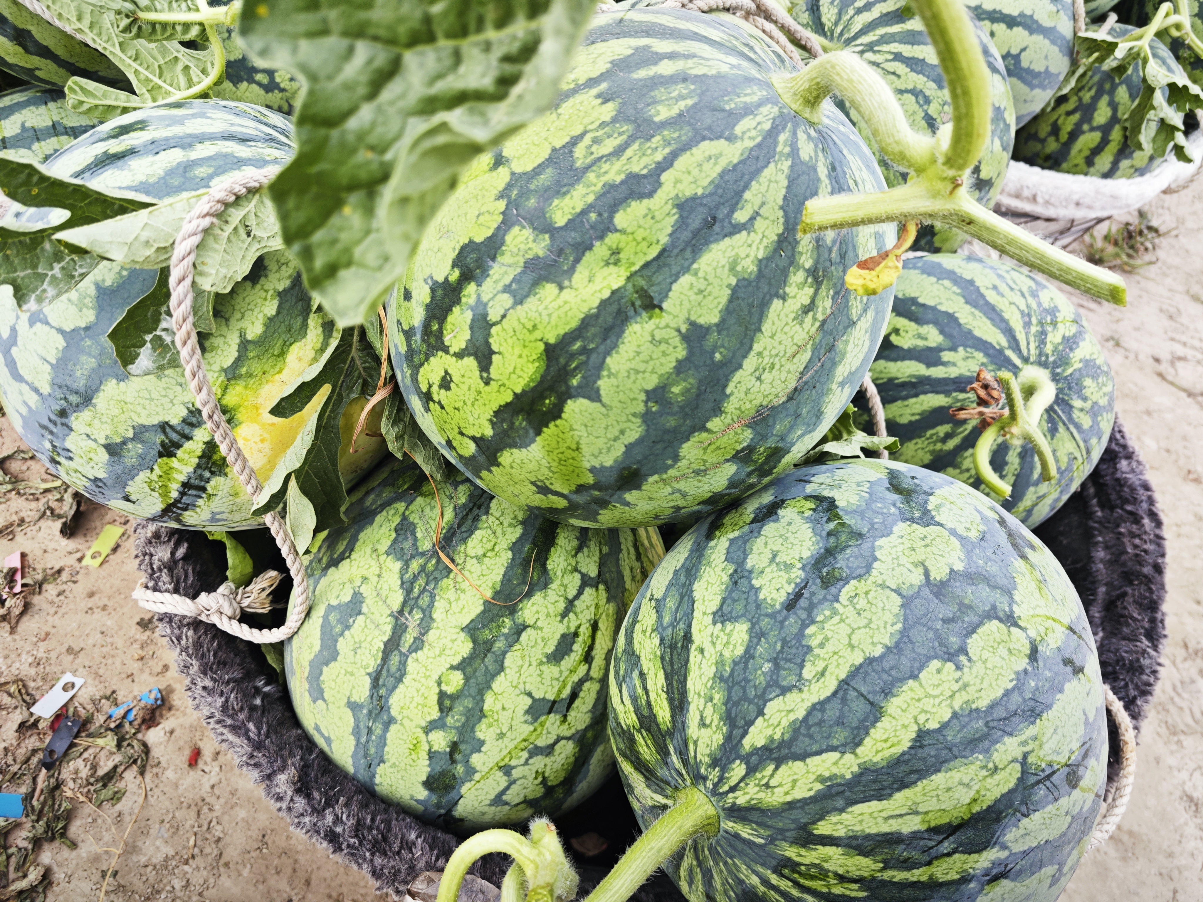 美都西瓜外观展示