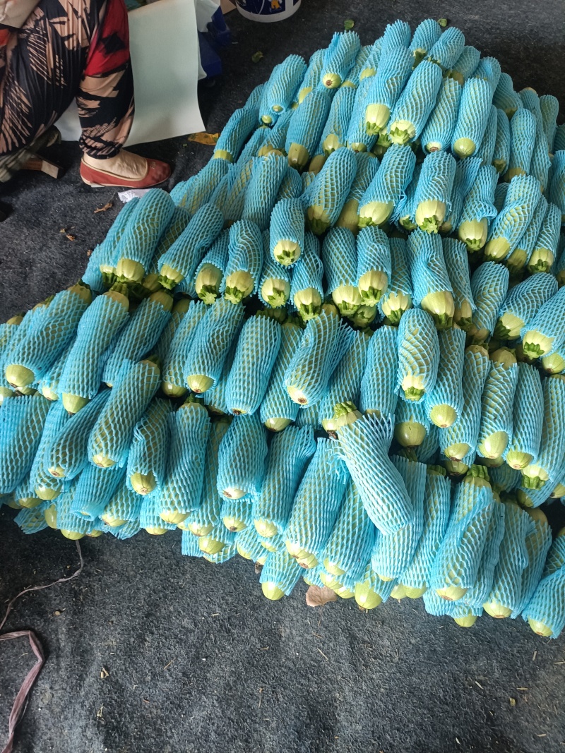 精品西葫芦，绞瓜，统货西葫大量供应