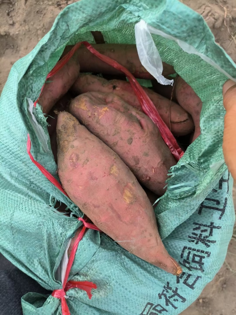 原产地大叶红，西瓜红，养殖薯，工厂薯