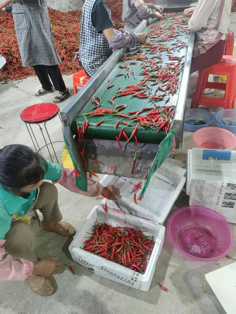 红小米产地直发供应市场电商质量保证需要的老板看过来