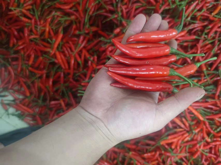 一位厨师在厨房中佩戴手套切超辣鲜辣椒,旁边摆放着其他食材 厨房中处理鲜辣椒的场景