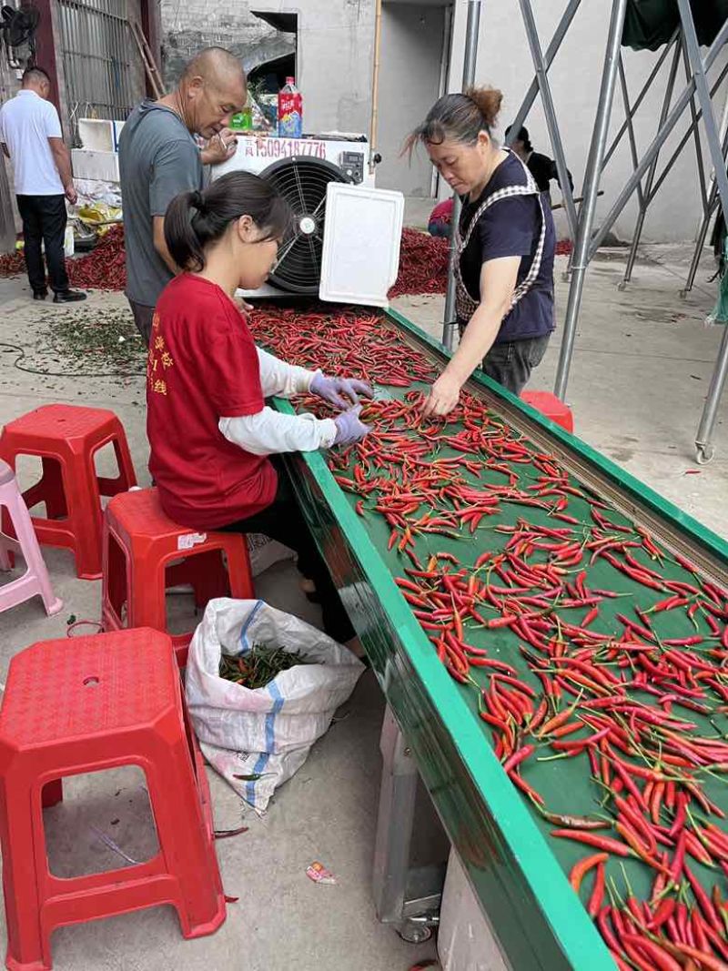 红小米大降价产地发货质量保证需要的老板联系我