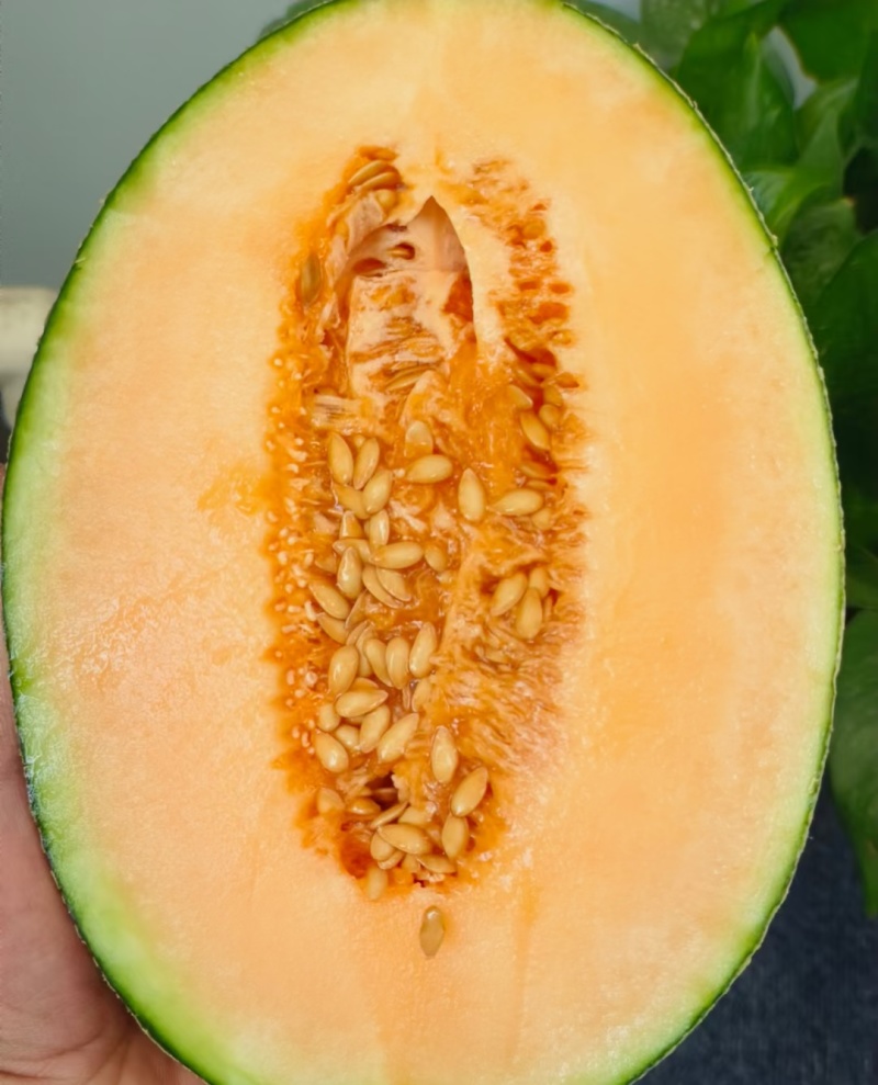 新疆密瓜