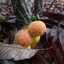 牛肝菌