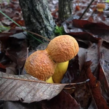 牛肝菌