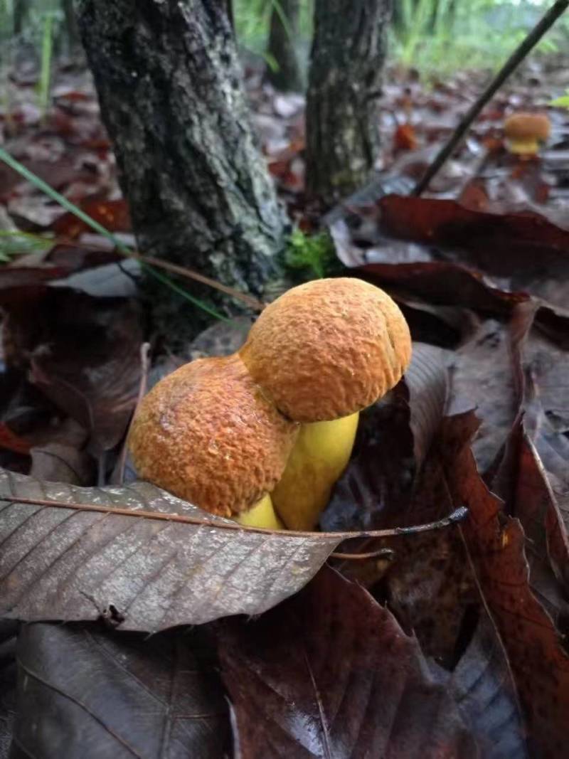 牛肝菌