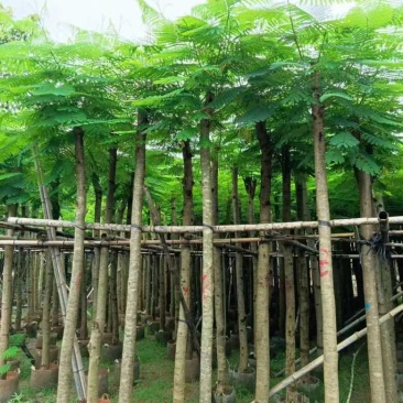 凤凰木3-15分低价出售