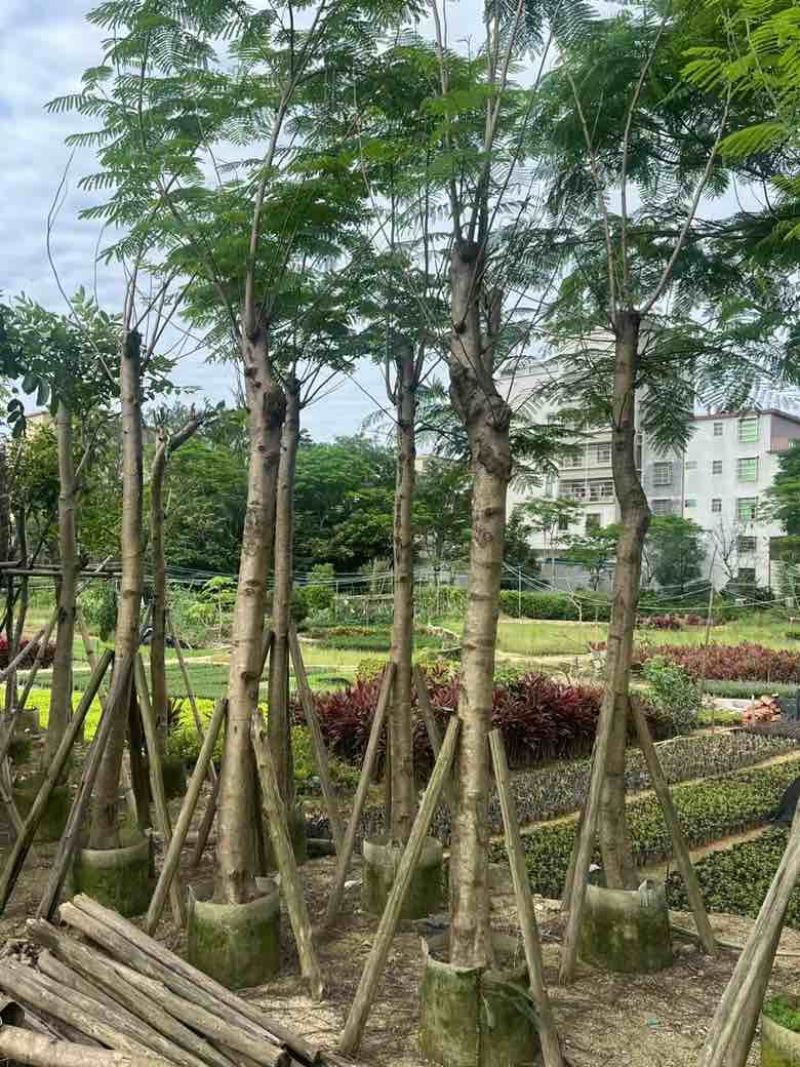凤凰木3-15分低价出售