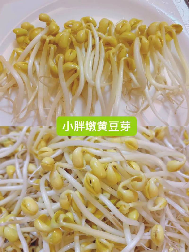 小胖墩粗段绿豆芽，不段黄豆芽